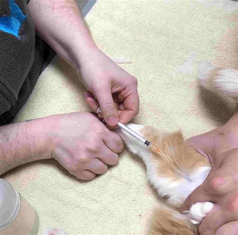 5mg (or half of a 25 mg Benadryl tablet) up to three times a day, depending on your veterinarian's recommendation. . How to euthanize a cat with gabapentin